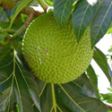 Breadfruit